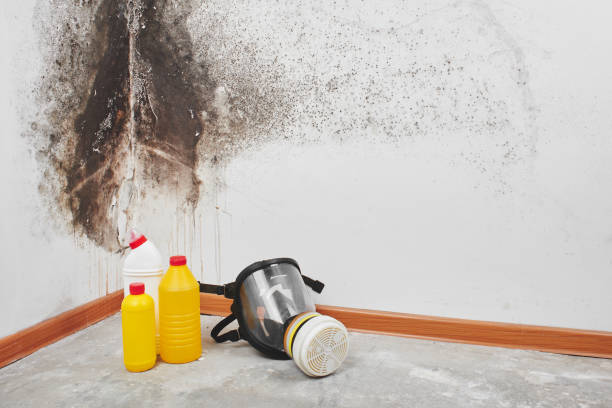 Best Crawl Space Mold Remediation in Temple, GA