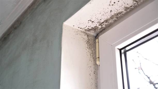 Best White Mold Remediation in Temple, GA