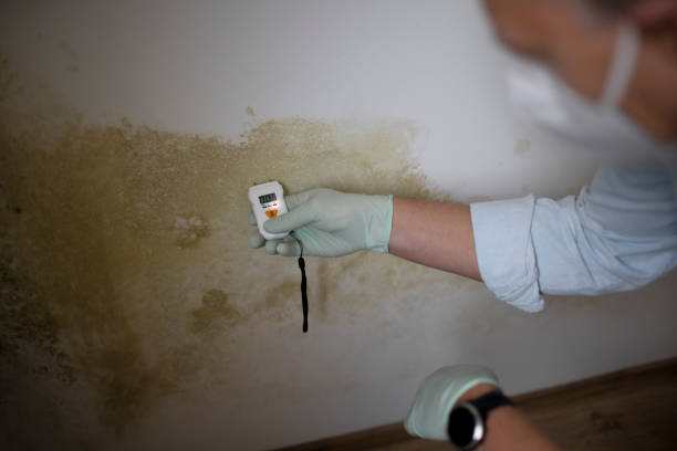 Best Mold Testing and Inspection Services in Temple, GA