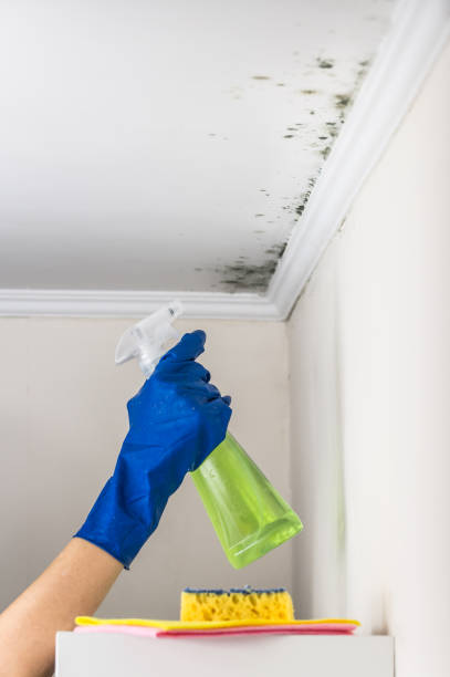 Best Residential Mold Remediation in Temple, GA