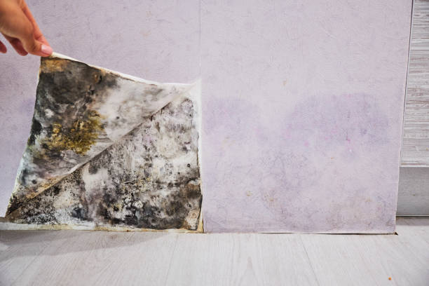 Trusted Temple, GA Mold Remediation Experts